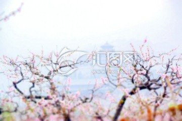 花卉裝飾畫 桃花枝