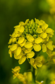 油菜花