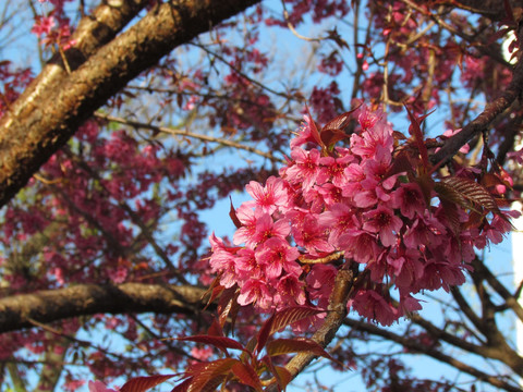 樱花