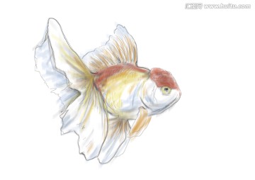金魚