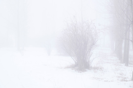 冬雪