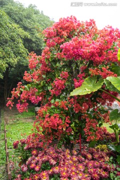 瘦西湖菊花展 竖片