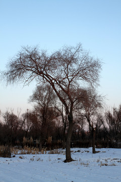 冬天 白雪 树木 篱笆墙 树枝
