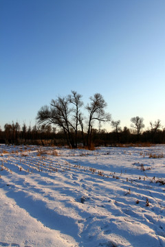 冬天 白雪 树木 树枝 寒冷