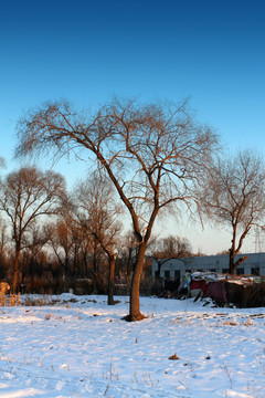 冬天 白雪 树木 树枝 寒冷
