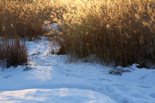 湿地 冬天 白雪 芦苇