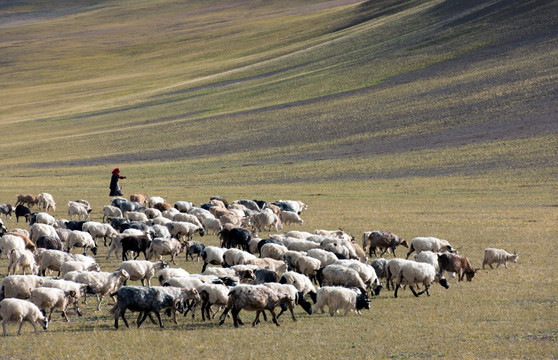西藏草原风光 川西草原 高清晰