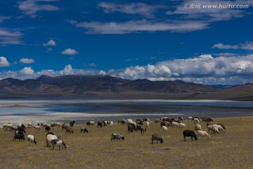 高原风光 西藏草原 高清晰