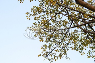 木棉树枝与蓝天