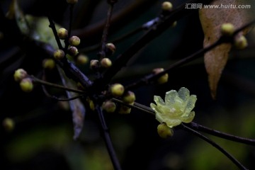 梅花 黄腊梅