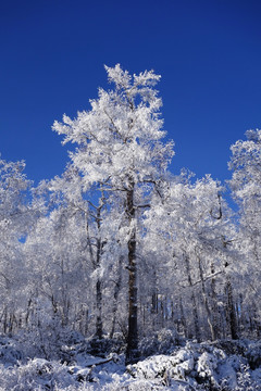 雪原雾凇