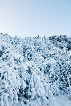 雪树  雪景风光