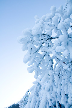 雪树  雪景风光