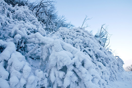 雪树  雪景风光