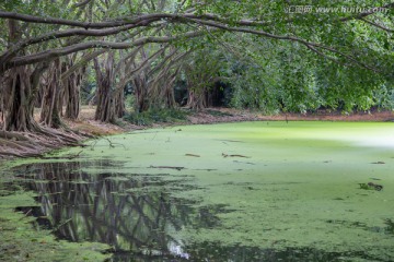 绿藻湖