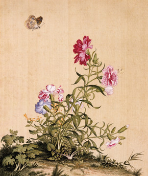 郎世寧 虞美人蝴蝶花 未分層