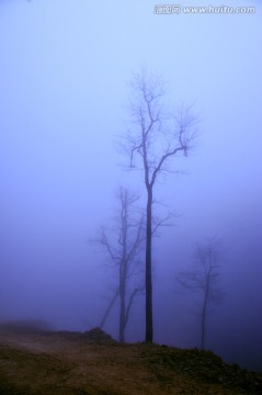 雾中树木