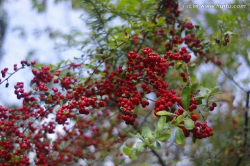 紅色果子