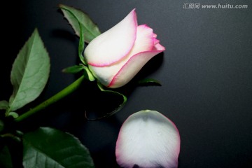 玫瑰 粉红玫瑰花