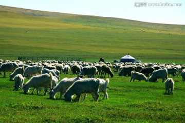 夏季草原牧场蒙古包羊群