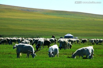 草原牧场蒙古包羊群