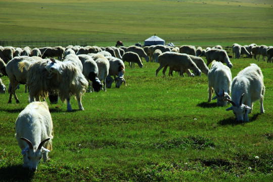 呼伦贝尔草原牧场羊群