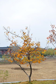 秋天树木  黄叶