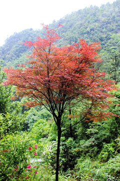 小枫树