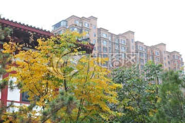 小区风景 秋天树叶 高楼