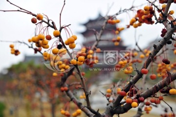 公园风景 秋天果实