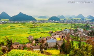 云南罗平油菜花