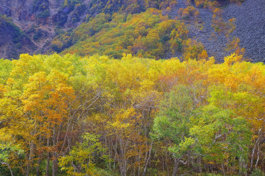 长白山岳桦林秋色