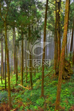 台湾阿里山风光 桧木