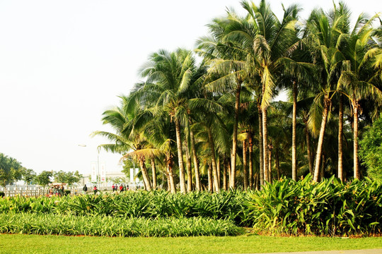 椰子林