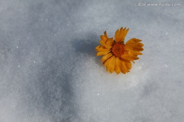 雪中的金盏菊