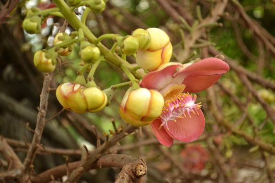 热带花卉