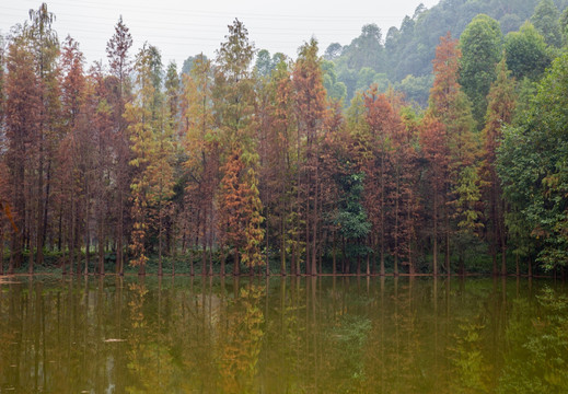 红杉树