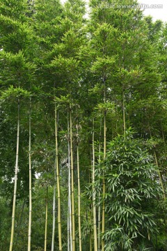 竹林小径