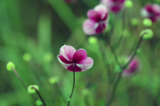 野棉花