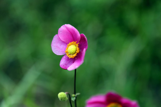 野棉花