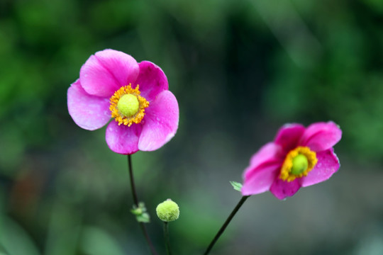 野棉花