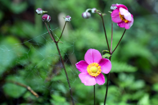 野棉花