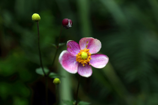 野棉花