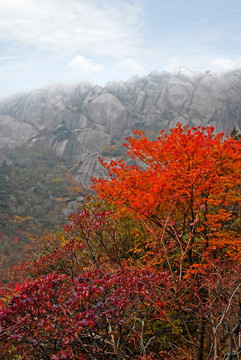 秋天的黄山红叶