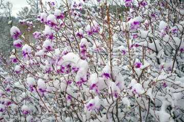 春雪覆盖着杜鹃花