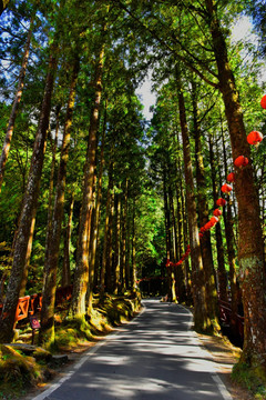 台湾阿里山风光