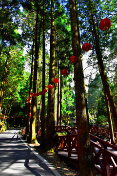 台湾阿里山风光