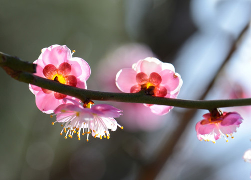 梅花 盆景