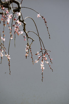 梅花 盆景