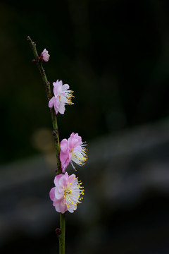 梅花 盆景